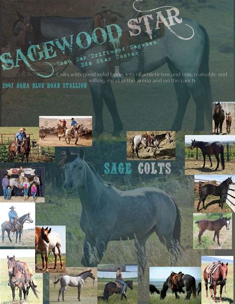 Horses for sale in washington state craigslist. Things To Know About Horses for sale in washington state craigslist. 
